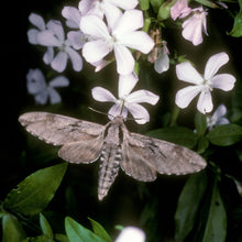 Lade das Bild in den Galerie-Viewer, Echtes Seifenkraut (Saponaria officinalis)