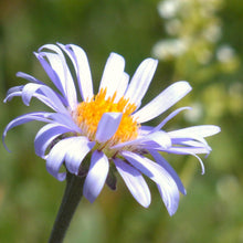 Lade das Bild in den Galerie-Viewer, Alpen-Aster (Aster alpinus)
