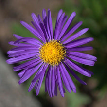 Lade das Bild in den Galerie-Viewer, Alpen-Aster (Aster alpinus)