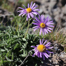 Lade das Bild in den Galerie-Viewer, Alpen-Aster (Aster alpinus)