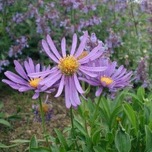 Lade das Bild in den Galerie-Viewer, Alpen-Aster (Aster alpinus)