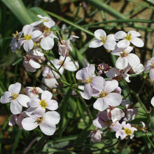 Lade das Bild in den Galerie-Viewer, Alpen-Gänsekresse (Arabis alpina)