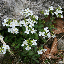 Lade das Bild in den Galerie-Viewer, Alpen-Gänsekresse (Arabis alpina)