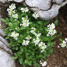 Lade das Bild in den Galerie-Viewer, Alpen-Gänsekresse (Arabis alpina)