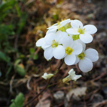 Lade das Bild in den Galerie-Viewer, Alpen-Gänsekresse (Arabis alpina)