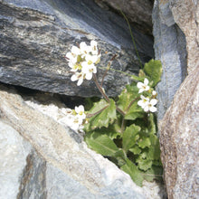 Lade das Bild in den Galerie-Viewer, Alpen-Gänsekresse (Arabis alpina)