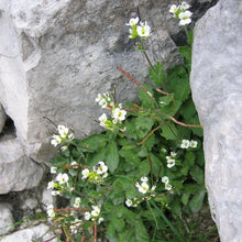 Lade das Bild in den Galerie-Viewer, Alpen-Gänsekresse (Arabis alpina)