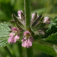 Lade das Bild in den Galerie-Viewer, Alpen-Ziest (Stachys alpina)