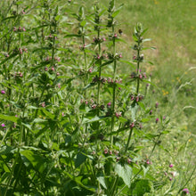 Lade das Bild in den Galerie-Viewer, Alpen-Ziest (Stachys alpina)