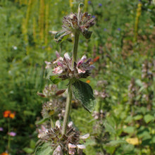 Lade das Bild in den Galerie-Viewer, Alpen-Ziest (Stachys alpina)