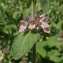 Lade das Bild in den Galerie-Viewer, Alpen-Ziest (Stachys alpina)