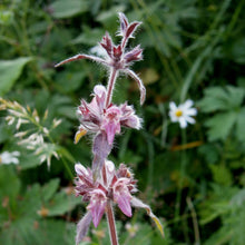 Lade das Bild in den Galerie-Viewer, Alpen-Ziest (Stachys alpina)