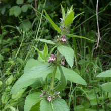 Lade das Bild in den Galerie-Viewer, Alpen-Ziest (Stachys alpina)