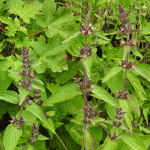 Lade das Bild in den Galerie-Viewer, Alpen-Ziest (Stachys alpina)