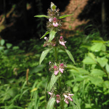 Lade das Bild in den Galerie-Viewer, Alpen-Ziest (Stachys alpina)