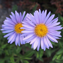 Lade das Bild in den Galerie-Viewer, Alpen-Aster (Aster alpinus)