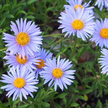 Lade das Bild in den Galerie-Viewer, Alpen-Aster (Aster alpinus)