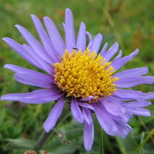 Lade das Bild in den Galerie-Viewer, Alpen-Aster (Aster alpinus)