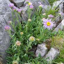 Lade das Bild in den Galerie-Viewer, Alpen-Aster (Aster alpinus)