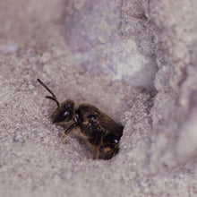 Lade das Bild in den Galerie-Viewer, Wildbienensand