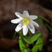 Lade das Bild in den Galerie-Viewer, Buschwindröschen (Anemone nemorosa)