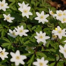 Lade das Bild in den Galerie-Viewer, Buschwindröschen (Anemone nemorosa)