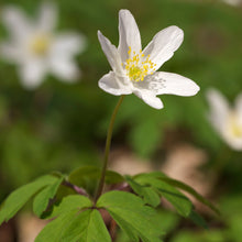 Lade das Bild in den Galerie-Viewer, Buschwindröschen (Anemone nemorosa)
