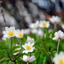 Lade das Bild in den Galerie-Viewer, Buschwindröschen (Anemone nemorosa)