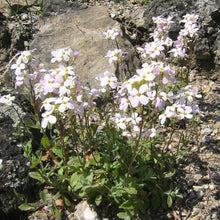 Lade das Bild in den Galerie-Viewer, Alpen-Gänsekresse (Arabis alpina)