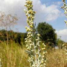 Lade das Bild in den Galerie-Viewer, Echter Wermut (Artemisia absinthium)