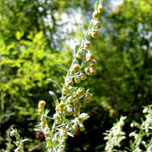 Lade das Bild in den Galerie-Viewer, Echter Wermut (Artemisia absinthium)
