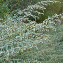 Lade das Bild in den Galerie-Viewer, Echter Wermut (Artemisia absinthium)