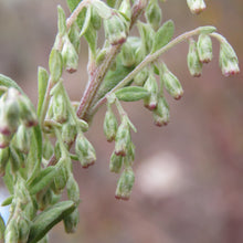 Lade das Bild in den Galerie-Viewer, Beifuss (Artemisia vulgaris)