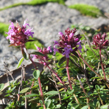 Lade das Bild in den Galerie-Viewer, Arznei-Feld-Thymian (Thymus pulegioides)
