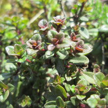Lade das Bild in den Galerie-Viewer, Arznei-Feld-Thymian (Thymus pulegioides)