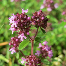 Lade das Bild in den Galerie-Viewer, Arznei-Feld-Thymian (Thymus pulegioides)