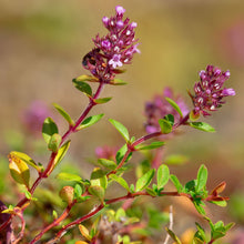 Lade das Bild in den Galerie-Viewer, Arznei-Feld-Thymian (Thymus pulegioides)