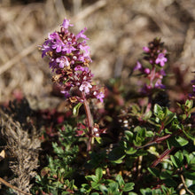 Lade das Bild in den Galerie-Viewer, Arznei-Feld-Thymian (Thymus pulegioides)
