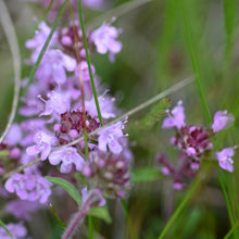 Lade das Bild in den Galerie-Viewer, Arznei-Feld-Thymian (Thymus pulegioides)