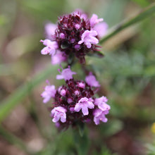 Lade das Bild in den Galerie-Viewer, Arznei-Feld-Thymian (Thymus pulegioides)