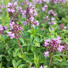 Lade das Bild in den Galerie-Viewer, Arznei-Feld-Thymian (Thymus pulegioides)
