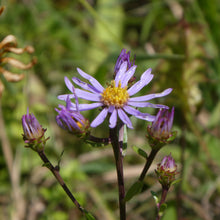 Lade das Bild in den Galerie-Viewer, Berg-Aster (Aster amellus)