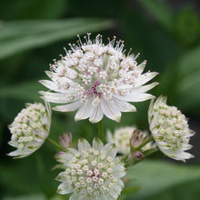 Lade das Bild in den Galerie-Viewer, Grosse Sterndole (Astrantia major)