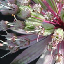 Lade das Bild in den Galerie-Viewer, Grosse Sterndole (Astrantia major)