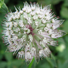 Lade das Bild in den Galerie-Viewer, Grosse Sterndole (Astrantia major)