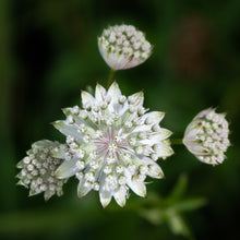 Lade das Bild in den Galerie-Viewer, Grosse Sterndole (Astrantia major)