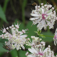 Lade das Bild in den Galerie-Viewer, Grosse Sterndole (Astrantia major)