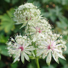 Lade das Bild in den Galerie-Viewer, Grosse Sterndole (Astrantia major)