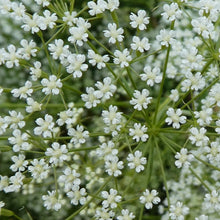 Lade das Bild in den Galerie-Viewer, Sicheldolde (Falcaria vulgaris)