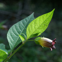 Lade das Bild in den Galerie-Viewer, Tollkirsche (Atropa bella-donna)
